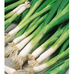 Лук батун Боярин Лук батун Боярин