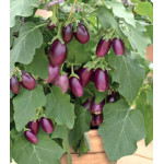 Баклажан Бэйби Вайолет F1 Баклажан Бэйби Вайолет F1