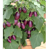 Баклажан Бэйби Вайолет F1