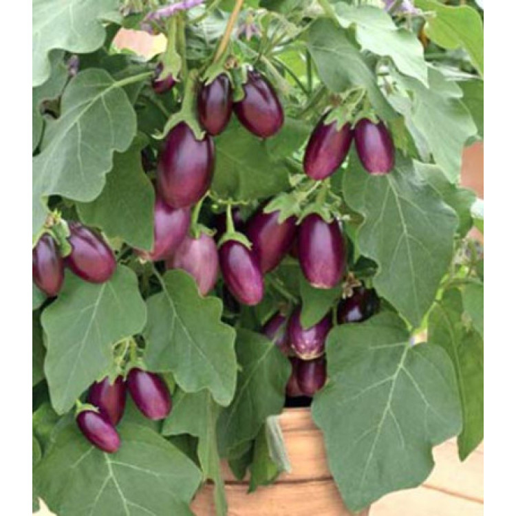 Баклажан Бэйби Вайолет F1 Баклажан Бэйби Вайолет F1