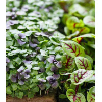 Микрозелень Базилик овощной