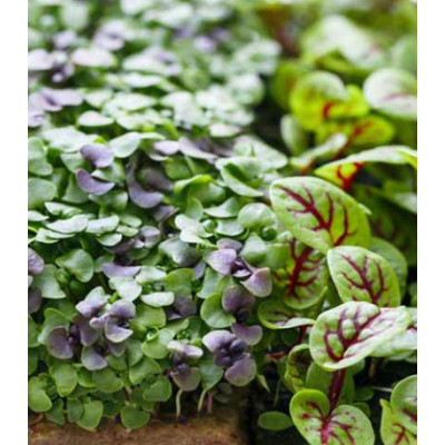 Микрозелень Базилик овощной