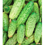 Огурец Светлячок Огурец Светлячок