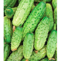 Огурец Светлячок