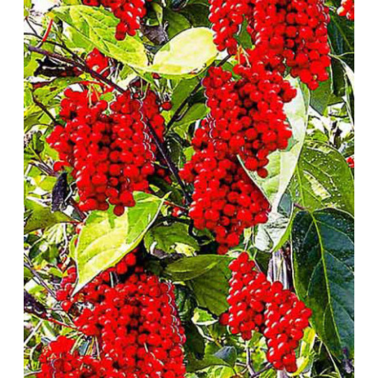 Лимонник китайский Восторг Лимонник китайский Восторг