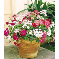 Пеларгония ампельная Летний дождь