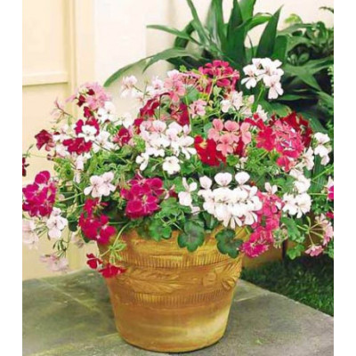 Пеларгония ампельная Летний дождь