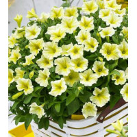 Петуния грандифлора Софистика Лайм F1