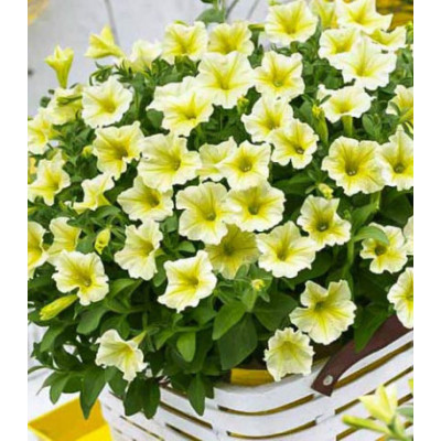 Петуния грандифлора Софистика Лайм F1