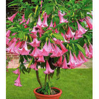 Бругмансия Аромагия розовая