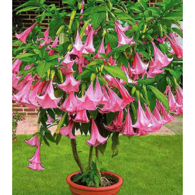 Бругмансия Аромагия розовая