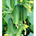 Огурец Верный дружок F1 Огурец Верный дружок F1