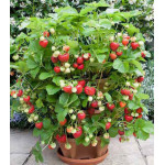 Земляника ампельная ремонтантная Искушение Земляника ампельная ремонтантная Искушение