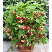 Земляника ампельная ремонтантная Искушение