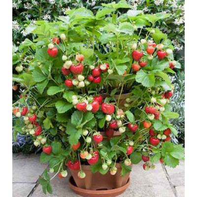 Земляника ампельная ремонтантная Искушение