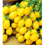 Томат Сладкая гроздь золотая Томат Сладкая гроздь золотая