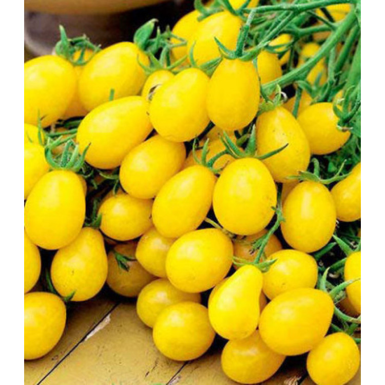 Томат Сладкая гроздь золотая Томат Сладкая гроздь золотая