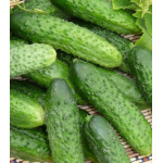 Огурец Надежный товарищ F1 Огурец Надежный товарищ F1