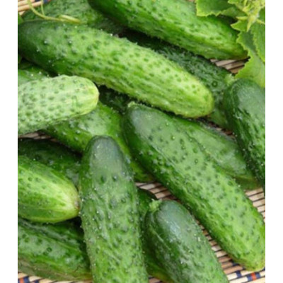 Огурец Надежный товарищ F1