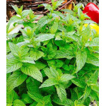 Мята садовая Ментол Мята садовая Ментол