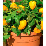 Перец сладкий Бэйби Йеллоу F1 Перец сладкий Бэйби Йеллоу F1