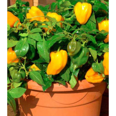 Перец сладкий Бэйби Йеллоу F1