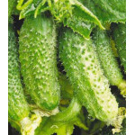 Огурец Капитошка F1 Огурец Капитошка F1