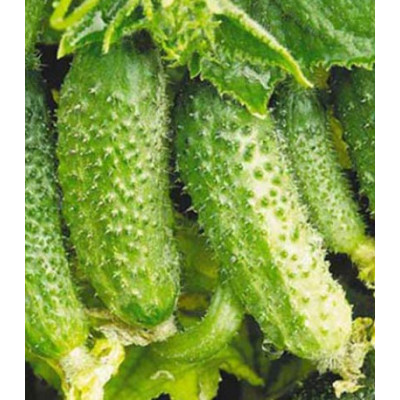 Огурец Капитошка F1