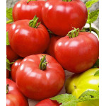 Томат Василина Томат Василина