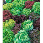 Салат Дружный квартет Салат Дружный квартет