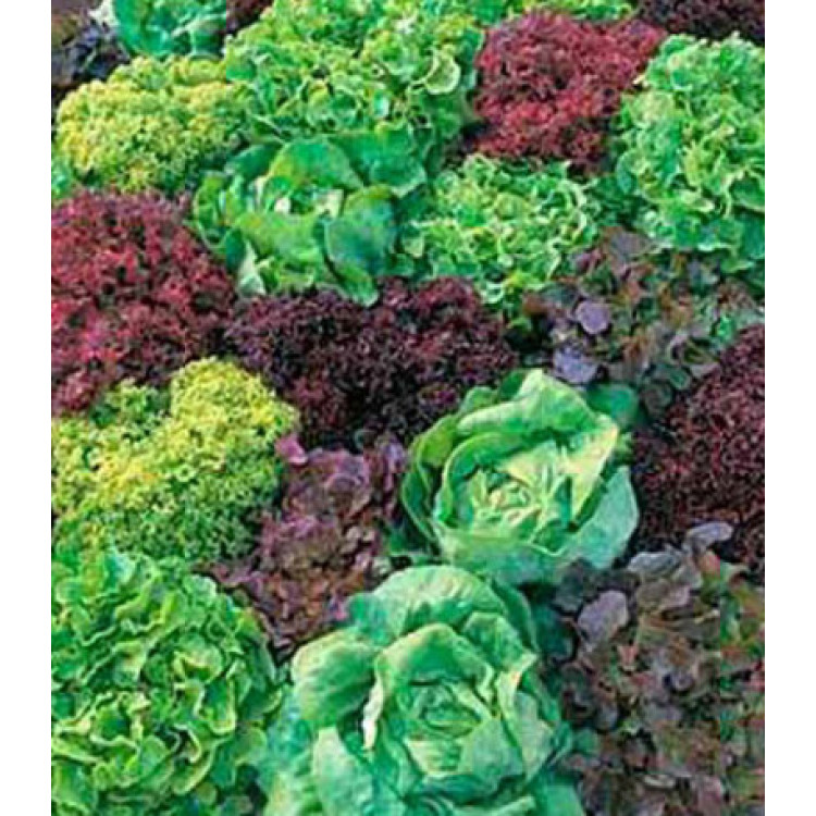 Салат Дружный квартет Салат Дружный квартет