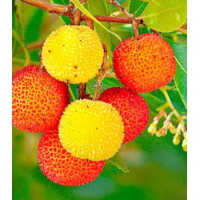 Земляничное дерево