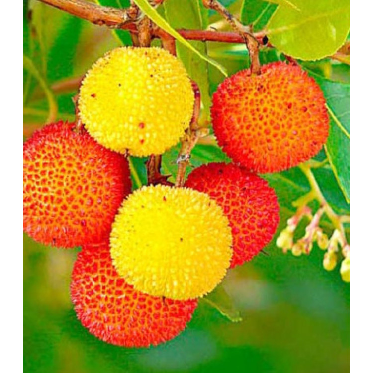 Земляничное дерево Земляничное дерево