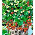 Клубника ремонтантная Остров сокровищ F1 Клубника ремонтантная Остров сокровищ F1