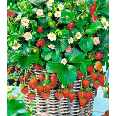 Клубника ремонтантная Остров сокровищ F1
