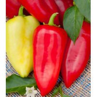 Перец сладкий Морозко