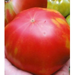 Томат Мамонт Томат Мамонт