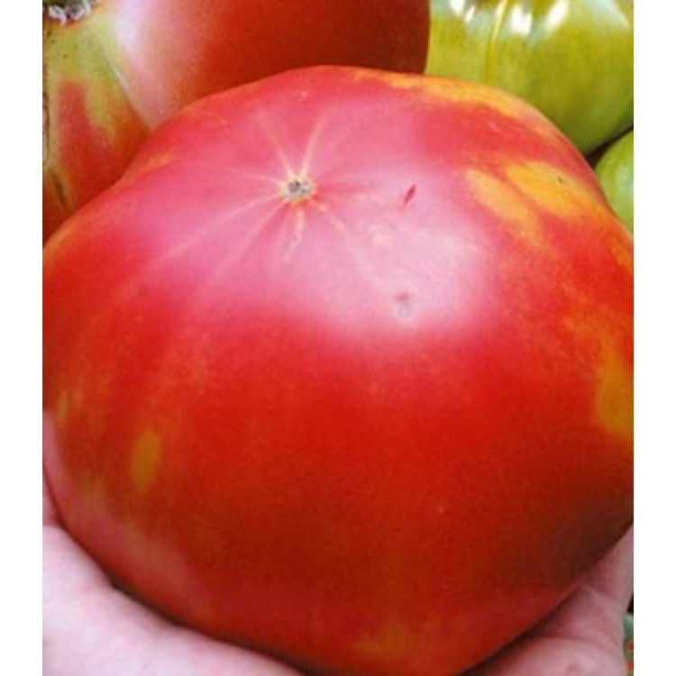 Томат Мамонт Томат Мамонт