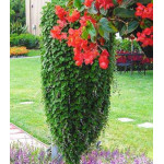 Дихондра Изумрудный водопад Дихондра Изумрудный водопад