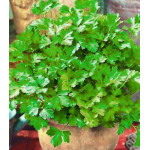 Петрушка листовая обыкновенная Петрушка листовая обыкновенная