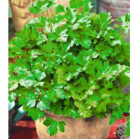 Петрушка листовая обыкновенная