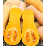 Тыква Атлас F1 Тыква Атлас F1