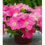 Петуния каскадная Рамблин ярко-розовая F1 Петуния каскадная Рамблин ярко-розовая F1