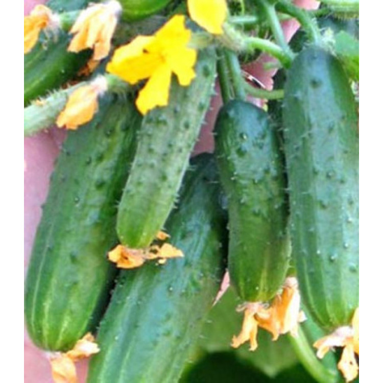 Огурец Сибирский многодетный F1 Огурец Сибирский многодетный F1