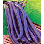 Фасоль овощная Румба Фасоль овощная Румба