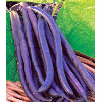 Фасоль овощная Румба