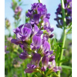 Люцерна Люцерна