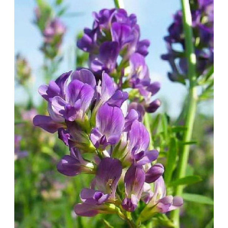 Люцерна Люцерна