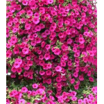 Петуния суперкаскадная Прилив пурпурный F1 Петуния суперкаскадная Прилив пурпурный F1