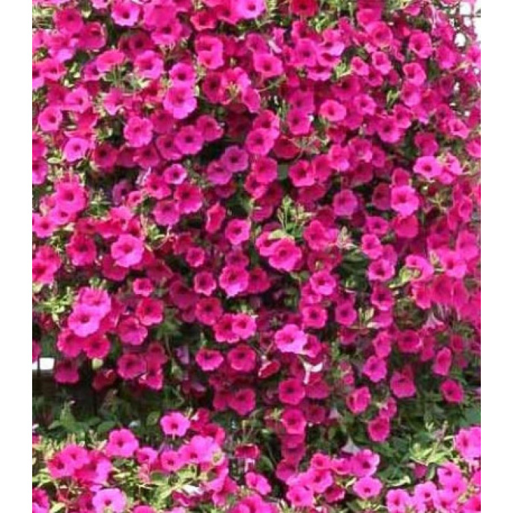 Петуния суперкаскадная Прилив пурпурный F1 Петуния суперкаскадная Прилив пурпурный F1